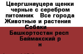 Цвергшнауцера щенки черные с серебром питомник - Все города Животные и растения » Собаки   . Башкортостан респ.,Баймакский р-н